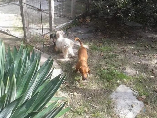 Imagen 4 de 5 de Hotel Canino Casa Quinta