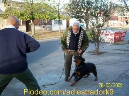 Adiestrador Canino Zona Sur