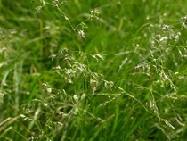 Comprar Semilla De Pasto Azul De Kentucky 1 Kg (kentucky Blue Grass)