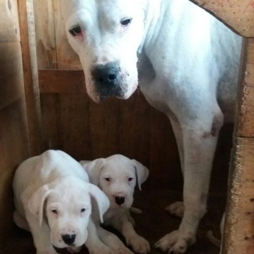 Dogo Argentino