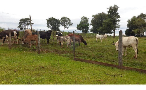 Imagen 7 de 14 de Vendo Casa Quinta En Carmen Del Paraná: 12 Hectáreas Y Media