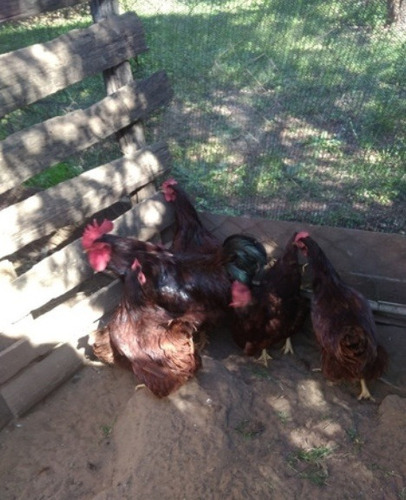 Imagen 4 de 5 de Huevos Fértiles Rhode Island Red