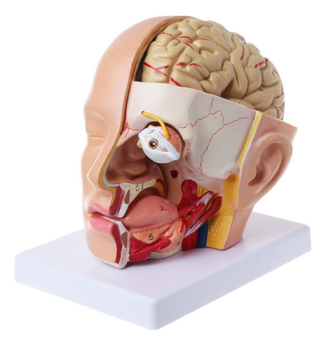 Anatomía De La Cabeza, Cráneo, Cerebro, Arteria Cerebral, Mo