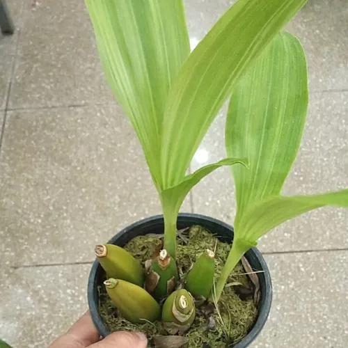 Orquídea Exótica Anguloa Huckeri Bebê No Berço Espécie Rara