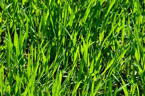 Mezcla Semillas De Pasto Kikuyo, Ray Grass, Bermuda 3kg
