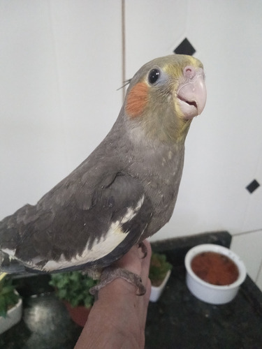 Calopsitas Mansas ( Silvestre )