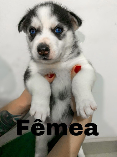 Imagem 4 de 4 de Filhotes De Husky Siberiano