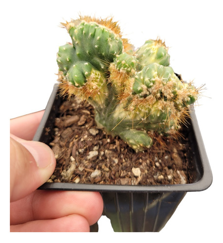 Cereus Peruvianus Variegado. Cactus De Colección.