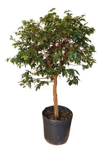 Muda De Jabuticabeira Grande Produzindo. Qualidade Bonsai Jr