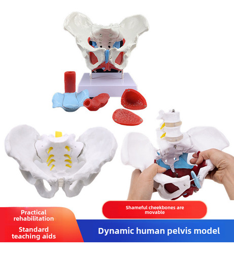 Mini Pelvis Interactiva Con Músculos Pélvicos Movibles