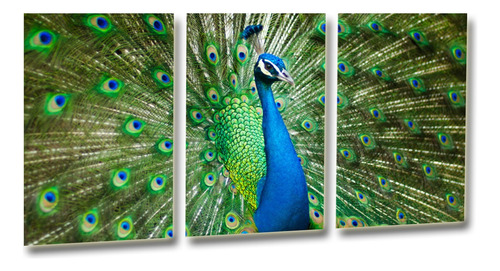 Cuadro Decorativo Pavo Real Ideal  P/sala  50x90