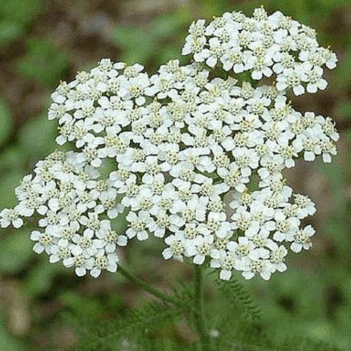 100 Semillas De Achillea Millefolium Milenrama Blanca