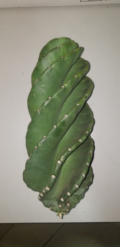 Estaca Cacto Parafuso