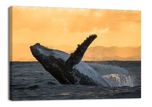 Cuadro Decorativo Animales Canvas Lienzo Ballena Gozando