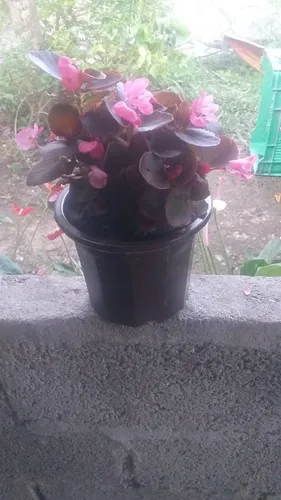 Plantas Vivero Ornamentales