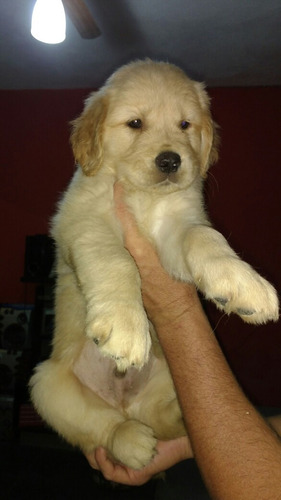 Último Macho De Golden Retriever Lindíssimo