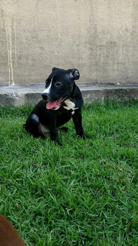 Imagem 4 de 5 de American Bully