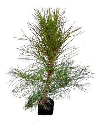 Kit Com 5 Mudas De Pinus Elliottii - Pinheiro Americano 