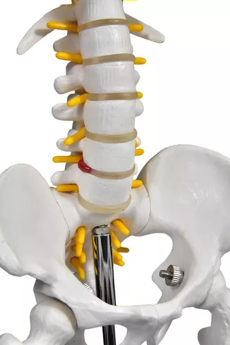 Modelo anatómico de 85 cm para estudio y soporte del esqueleto