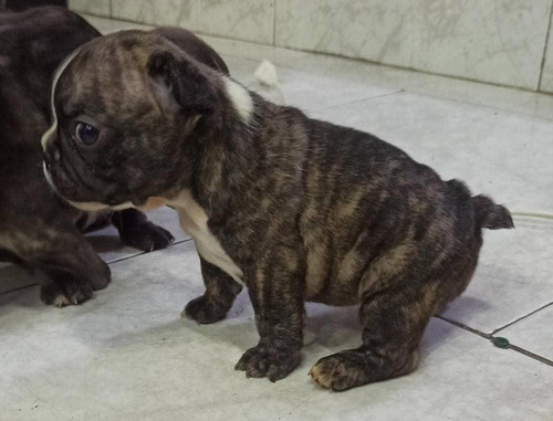 Imagen 3 de 3 de En Venta Hermosos Cachorritos Bulldog Francés