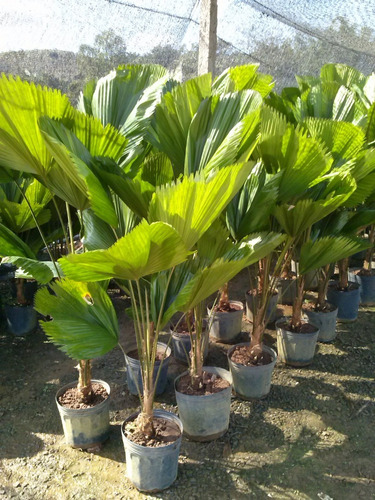Palmeira Licuala ( Leque ) ( Muda De 30 A 70 Cm )