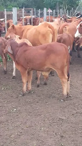 Campo En Formosa | 43.000 Ha | Escala Ganadera Total