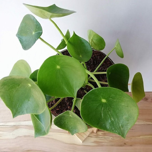 Imagen 4 de 6 de Cuchara Little Plant 32 Con Soporte, Maceta Autorregante
