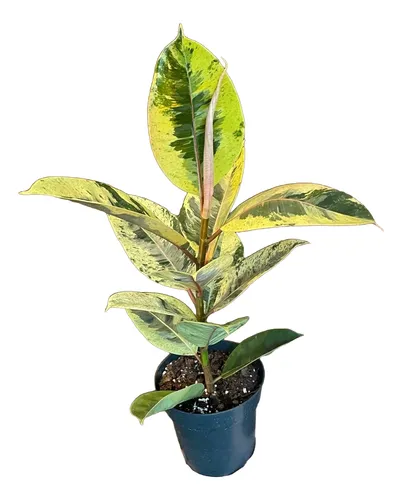 Ficus Elastica Shivereana - Planta De Caucho Variegada