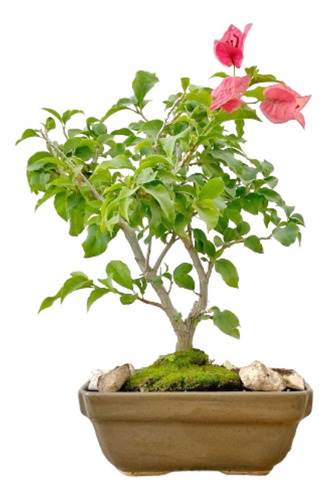 Arteenbonsai Malphigia Calliandra Juniperus Ginkgo Biloba (Usado)