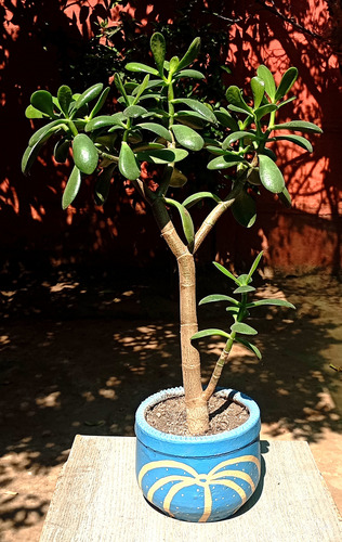 Suculenta Crassula Ovata(jade) Maceta Arcilla