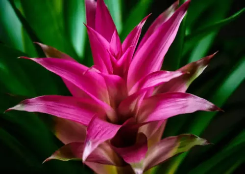 1 Bromélia Guzmania - Bromelia Gusmania - Flor Roxa