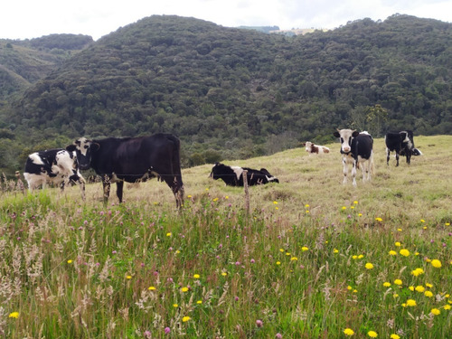 Vendo 156 Fang. Finca Reserva Forestal Sotaquira. 