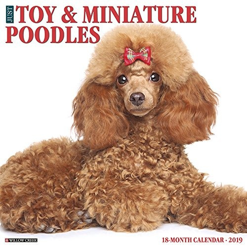 Just Toy  Y  Miniature Poodles 2019 Wall Calendar (dog Breed