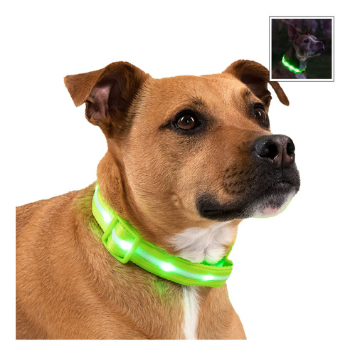 Blazin - Collares Luminosos Para Perros, Collar Led Original