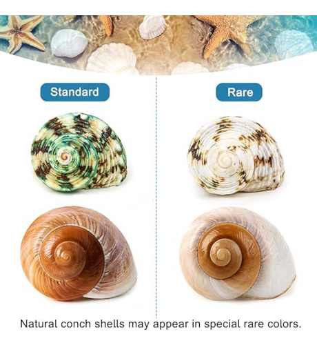 5 Conchas De Cangrejo Ermitaño Medianas Y Grandes | Tamaño D