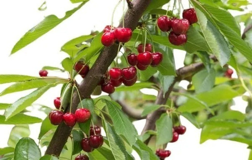 Arbol Frutal Cereza. Vivero Sol