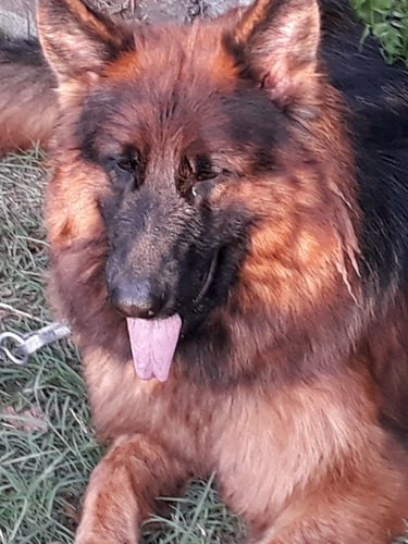 Imagen 3 de 7 de Cachorros Ovejeros Pastor Alemán Pelo Largo Hermosos Reserva