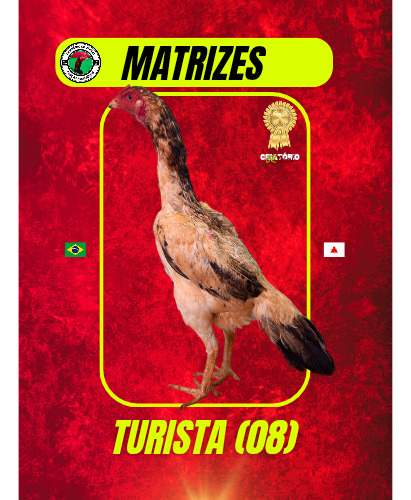 10 Ovos Exclusivos De Galos Mura Costeiros E Barrigueiros