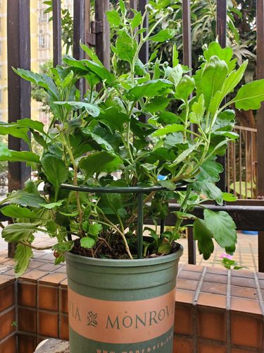 Pbf Soporte Grande For Macetas De Jardín For Orquídeas Y