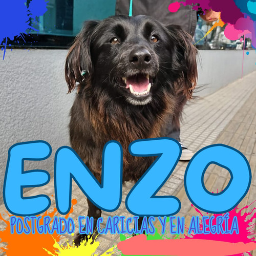 Enzo, Pequeño, 3 Añitos, Un Lanudo Precioso !!! Adopcion !!