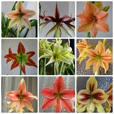 Semillas De Amarilis Flores Espectaculares Mix De Colores