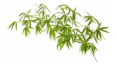 Planta De Bamboo 1 Mts 3 Varas Despacho Solo A Rm