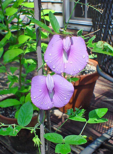 12 Semillas De Flor Gallito Virginianum