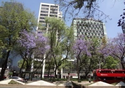 Renta Oficina 343m Acondicionada - Av Reforma, Glorieta Palm