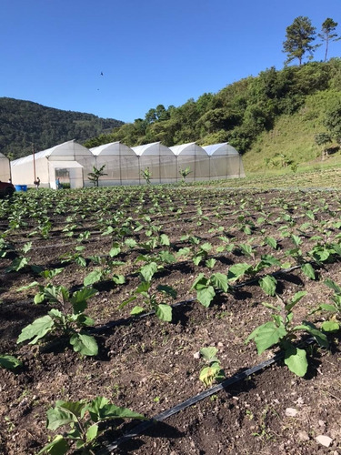 Imagen 9 de 15 de En Venta Finca De 2 Hectáreas En La Guanota