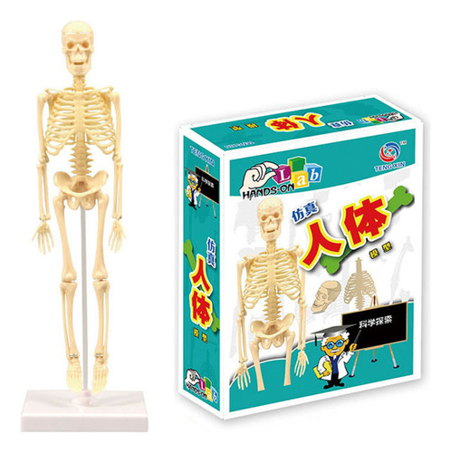 Material Didáctico: Cuerpo Modelo, Esqueleto Humano, Suminis