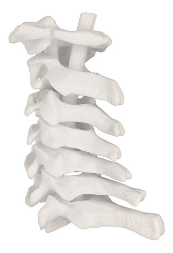 Columna Vertebral Cervical Impreso En 3d 3dimpressions