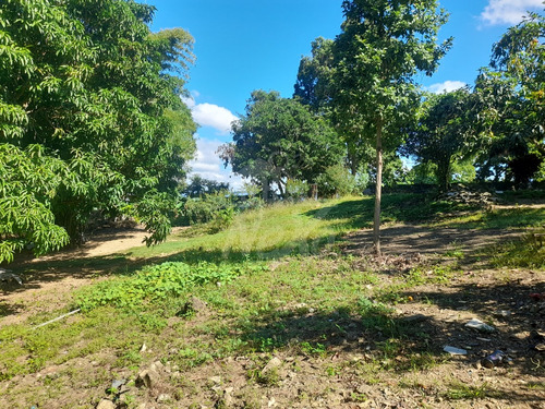 Finca Disponible, Casa Principal, Local Comercial, Casa De Capataz Y Gran Terreno Sembrado De Plátanos, Yuca, Naranjas Y Otros (jpc-232)