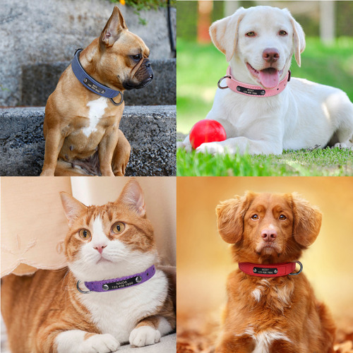 Coleira De Couro Personalizada Para Cães E Gatos Personaliza