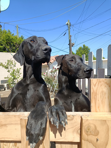 Dieta Cruda Para Perros